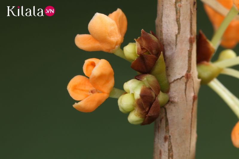 Ý nghĩa Hoa mộc tê vàng Ý nghĩa Hoa mộc tê vàng